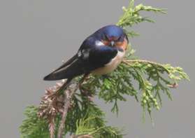 A barn swallow poses at the Japanese Tree House.