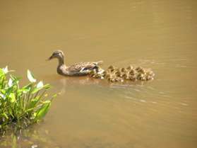 Mother duck leads her kids around the pond.