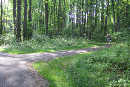 An asphalt trail intersects from the right. Stay staight on the current trail.