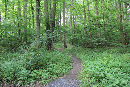 This is a view of the trail you should pass.