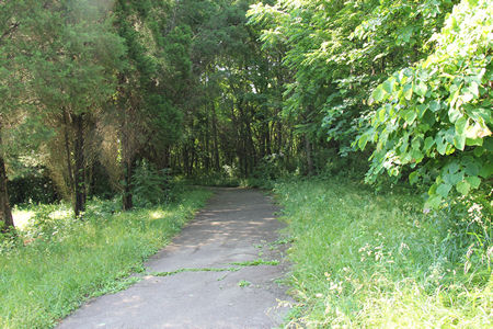 The trail enters a wooded area.