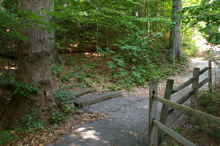 A trail on steps intersects from the left. Keep to the right on the present trail.