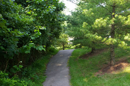 The trail climbs a short hill and ends at an intersecting trail. Turn left onto that trail.