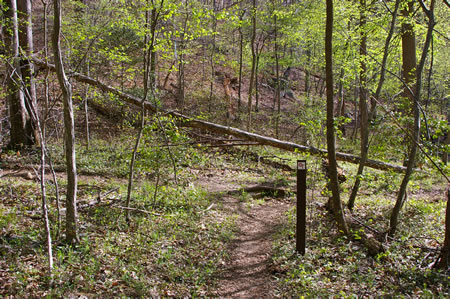 The trail intersects with another trail back near the creek. Turn left onto that trail.