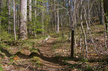The trail leads away from the creek.