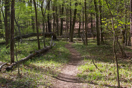 The trail leads away from the creek and towards a hill.