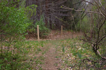 A trail intersects from the left. Continue on the trail to the right.