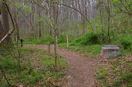 A trail intersects from the right. Turn slightly to the left to continue on the present trail.