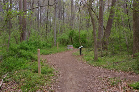 A trail intersects from the left. Turn to the right to continue on the present trail.