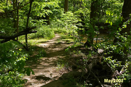 The trail follows along the banks of the stream.