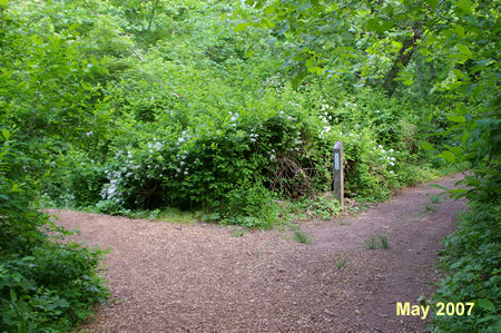 A service road intersects from the right. Stay to the left on the current trail.