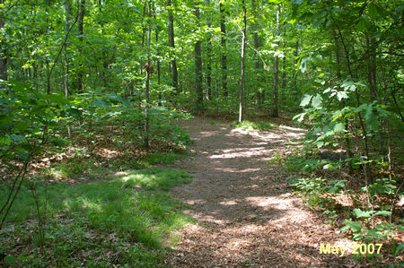 The trail crosses the service road a short distance later. Do not take the service road.