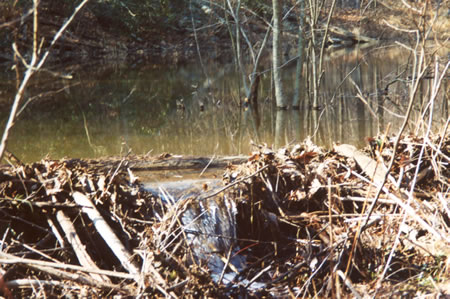 This is the beaver dam.