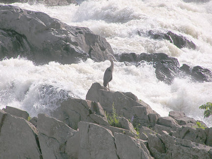 This heron has a close up view of the falls.