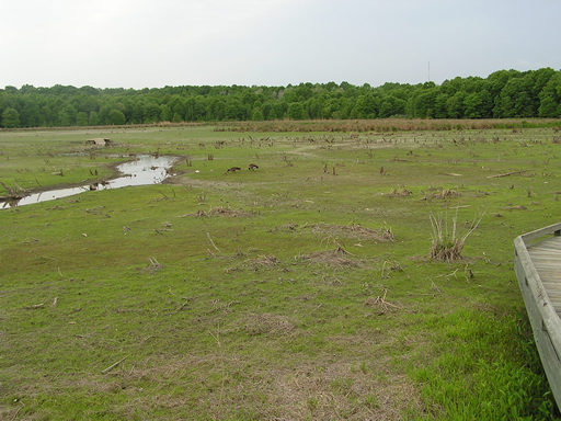 The wetlands are now gone and are primarily mud.