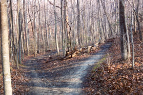 Both paths rejoin within a short distance but the trail to the left can be muddy.