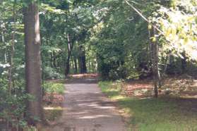The trail crosses Purple Beech Dr and enters the woods.  It turns right and goes down a steep hill.