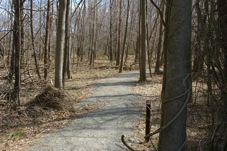 The trail enters a wooded area after it leaves the road.