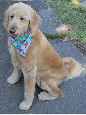 Salee the goldendoodle in 2010.