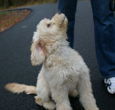 Wellington a Goldendoodle puppy.