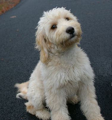 Wellington, a Goldendoodle puppy.