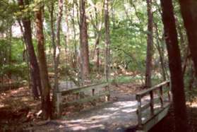 The path crosses several creeks in the woods.