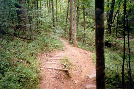 The trail descends on these wooden steps.  Turn left at the bottom of the steps. Do not continue straight down the hill. 