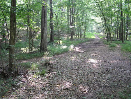 The trail from the left is an alternate route on the hill to avoid the mud at the bottom.  Continue straight on the current trail.