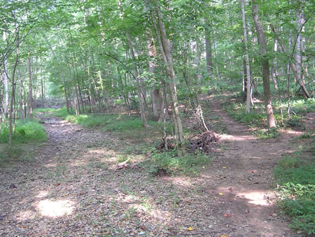 The trail to the right goes up the hill to avoid the mud to provide an alternate route.  The CCT goes straight along the left trail.