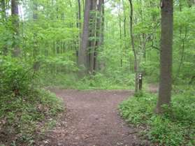 A trail intersects from the left. Continue on the present trail towards the nature center.