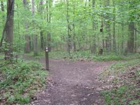 The trail comes to a split. Take the trail to the left towards the Nature Center.